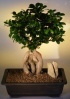 Ginseng Ficus Bonsai Tree.jpg